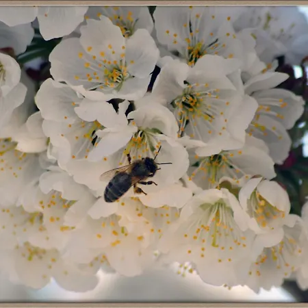 Mar De Nubes Iii Entre El Valle Del Jerte Y La Vera