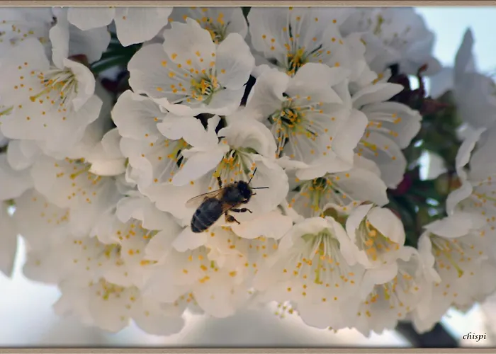 Mar De Nubes Iii Entre El Valle Del Jerte Y La Vera